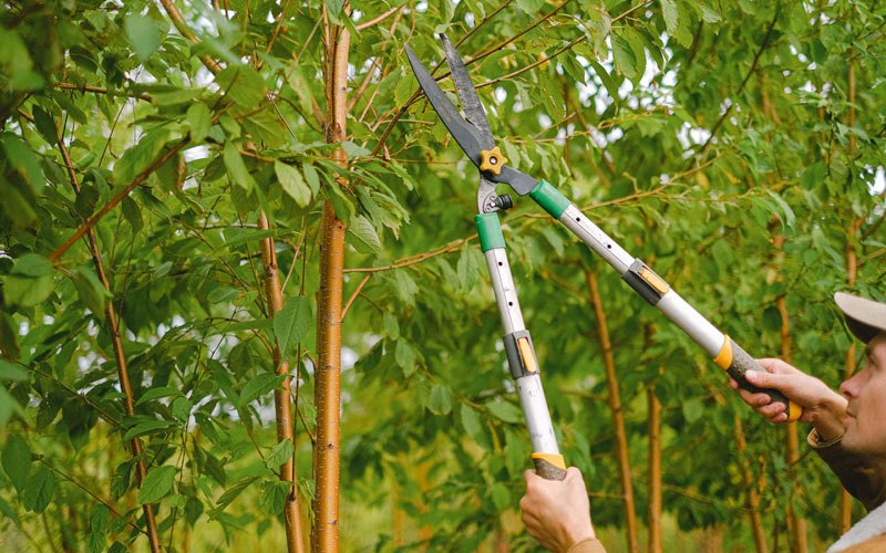 Tree trimming in Mount Sterling, IA