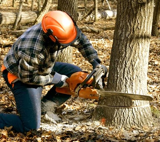 Tree Removal in Mount Sterling, IA